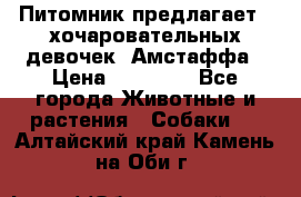 Питомник предлагает 2-хочаровательных девочек  Амстаффа › Цена ­ 25 000 - Все города Животные и растения » Собаки   . Алтайский край,Камень-на-Оби г.